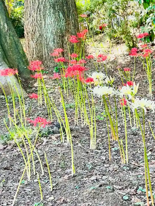 糀谷八幡宮(埼玉県)