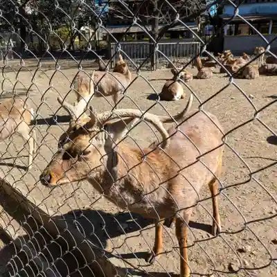 三嶋大社(静岡県)
