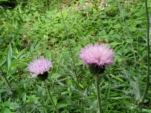 堅田神社の自然