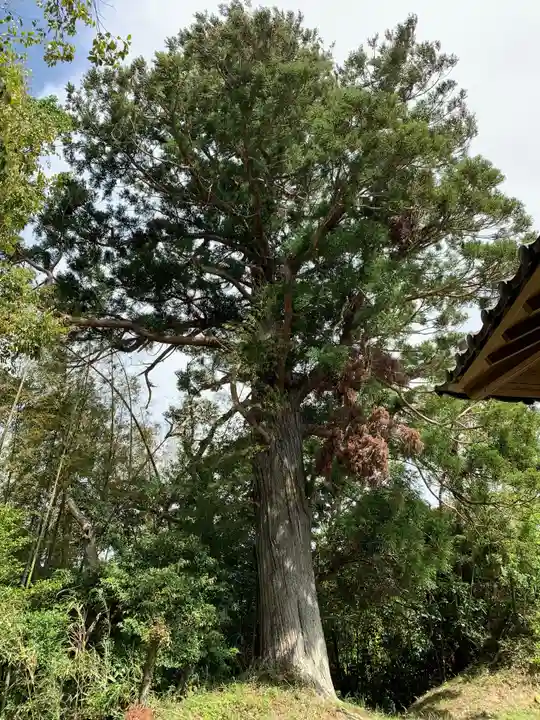 稲荷神社の自然