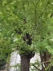 天祖神社の自然