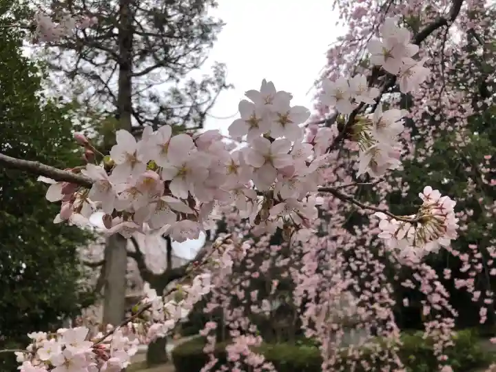 栽松院の{uncategorized: "未分類", other: "その他", undefined: "問題あり", building: "その他建物", grave: "お墓", sacred_gate: "鳥居", guardian: "狛犬", statue: "像", buddha: "仏像", history: "歴史", nature: "自然", garden: "庭園", animal: "動物", pagoda: "塔", temizu: "手水舎", mountain_gate: "山門・神門", sanctuary: "本殿・本堂", subordinate: "末社・摂社", art: "芸術", scenery: "景色", jizo: "地蔵", ema: "絵馬", goshuin: "御朱印", omikuji: "おみくじ", items: "授与品その他", amulet: "お守り", goshuincho: "御朱印帳", eats: "食事", festival: "お祭り", votive_dance: "神楽", shichigosan: "七五三参", wedding: "結婚式", experience: "体験その他", initially: "初詣", around: "周辺", anti_infection: "感染症対策"}