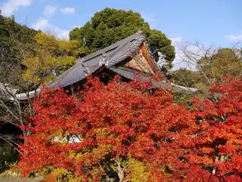 光明寺（粟生光明寺）の自然