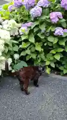 白山神社の動物