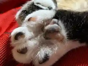 秩父札所十三番 慈眼寺の動物(2022年08月02日(火) 21時27分41秒投稿)