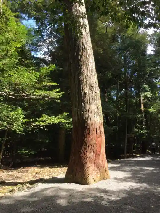 瀧原宮(皇大神宮別宮)の自然