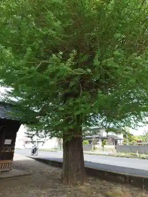 清水八幡宮の自然