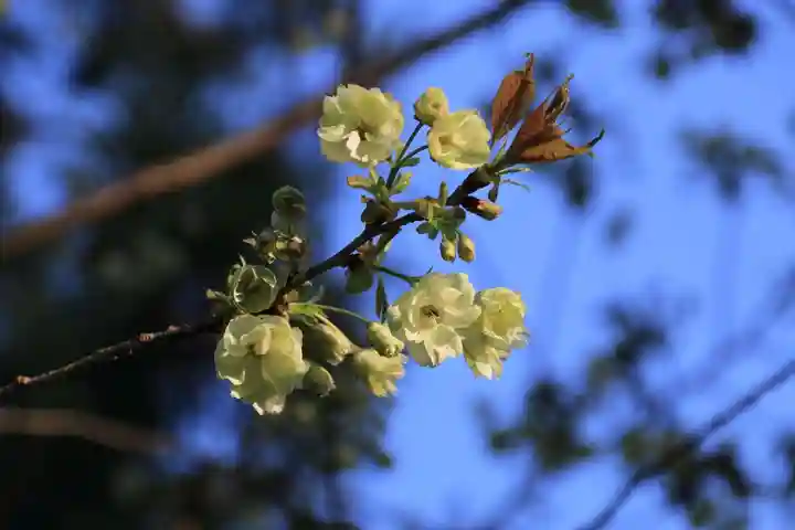 諏訪神社の自然