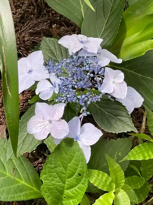 安楽寺(長野県)