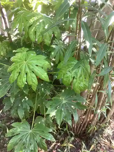 若宮神明社の自然