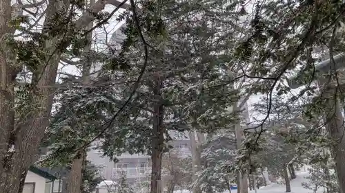 信濃神社の自然