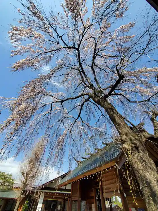 開成山大神宮の自然