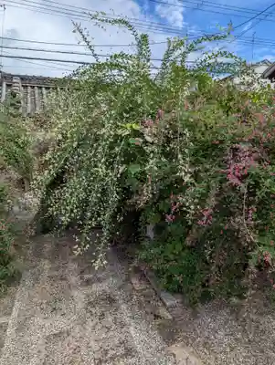 勝念寺(かましきさん)の自然