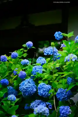 明月院(神奈川県)