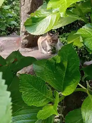 前玉神社(埼玉県)