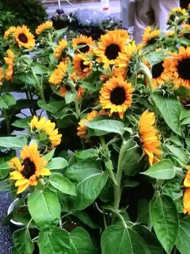 阿佐ヶ谷神明宮(東京都)