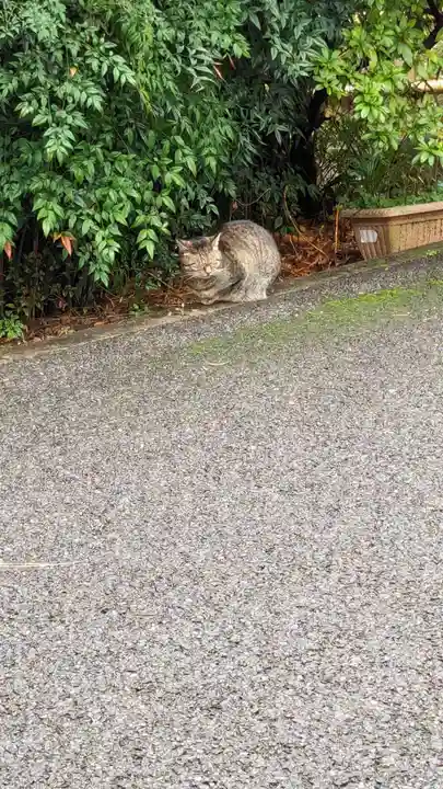 白金氷川神社(東京都)