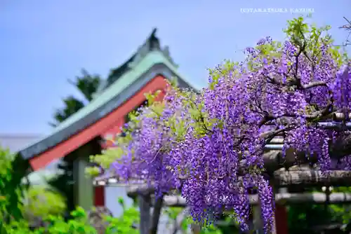 亀戸天神社(東京都)