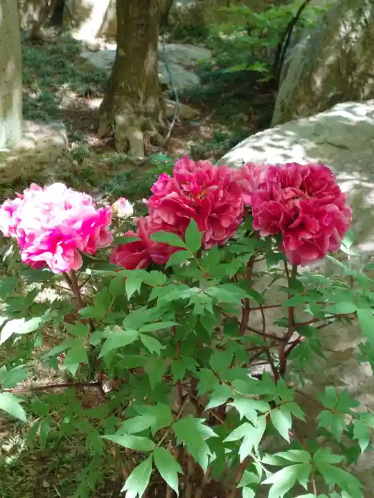 宝徳寺(群馬県)