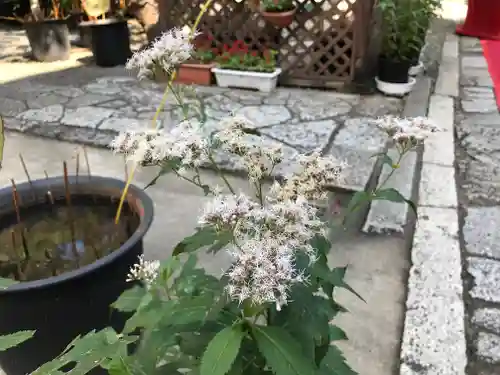 行願寺（革堂）の自然