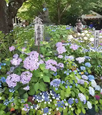 長谷寺(神奈川県)