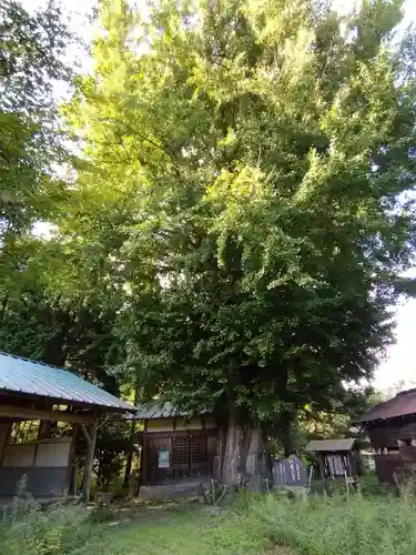 時瀬神明神社(愛知県)