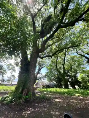 大汝牟遅神社(鹿児島県)