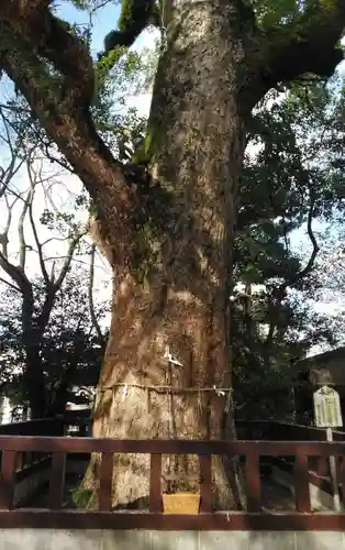 御勢大霊石神社 の自然