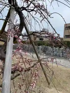 伊勢の国 四天王寺の自然(2023年02月19日(日) 17時05分07秒投稿)