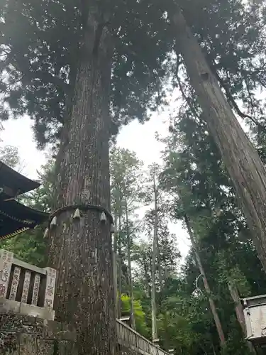 三峯神社(埼玉県)
