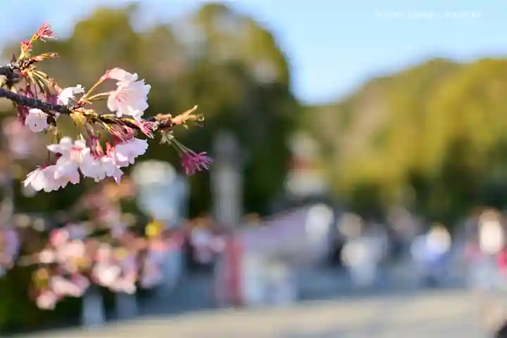 鶴岡八幡宮の自然