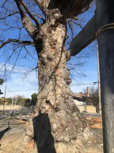 阿保神社の自然