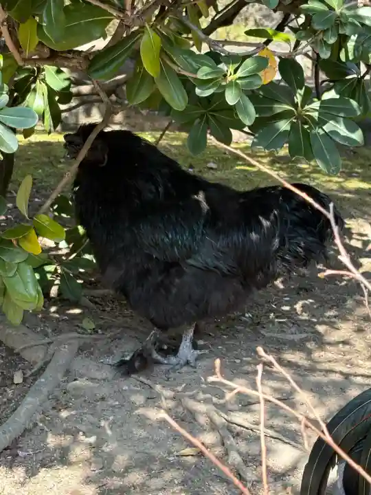 熱田神宮の{uncategorized: "未分類", other: "その他", undefined: "問題あり", building: "その他建物", grave: "お墓", sacred_gate: "鳥居", guardian: "狛犬", statue: "像", buddha: "仏像", history: "歴史", nature: "自然", garden: "庭園", animal: "動物", pagoda: "塔", temizu: "手水舎", mountain_gate: "山門・神門", sanctuary: "本殿・本堂", subordinate: "末社・摂社", art: "芸術", scenery: "景色", jizo: "地蔵", ema: "絵馬", goshuin: "御朱印", omikuji: "おみくじ", items: "授与品その他", amulet: "お守り", goshuincho: "御朱印帳", eats: "食事", festival: "お祭り", votive_dance: "神楽", shichigosan: "七五三参", wedding: "結婚式", experience: "体験その他", initially: "初詣", around: "周辺", anti_infection: "感染症対策"}