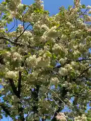 鷲宮神社の自然