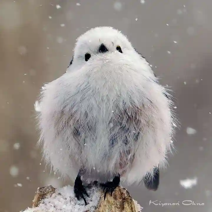 帯廣神社の動物