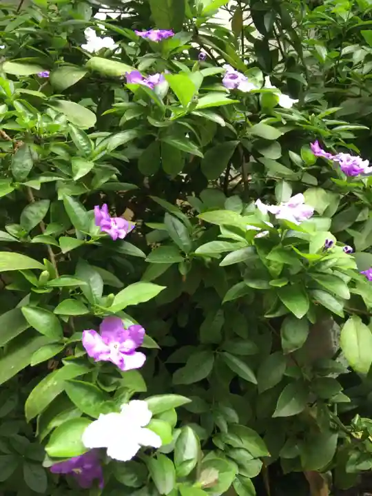 銀杏岡八幡神社の自然