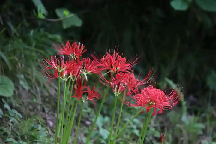 国宝 大法寺の自然