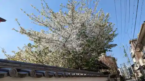 粟嶋堂宗徳寺の自然
