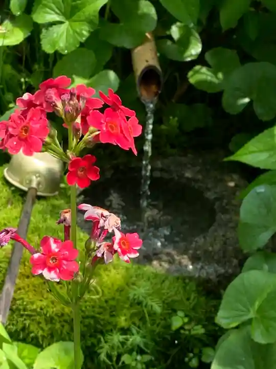 青龍山 吉祥寺の自然