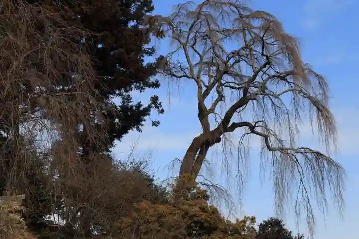 八雲神社の自然