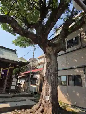 子神社(神奈川県)