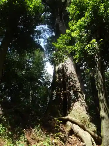 塩船観音寺の自然