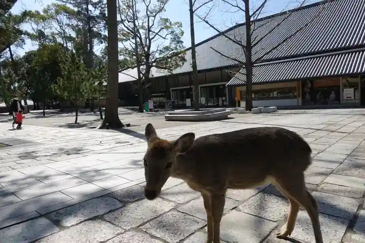 東大寺 法華堂(三月堂)の動物