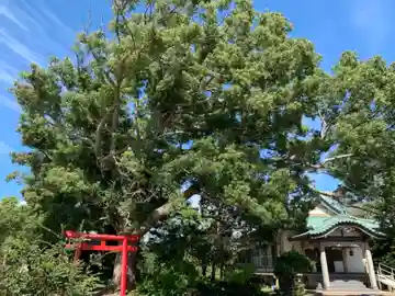 掛松寺の鳥居