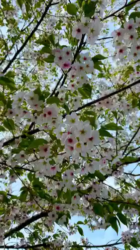 吉野神宮の自然