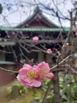 赤坂氷川神社(東京都)