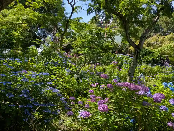 本土寺(千葉県)