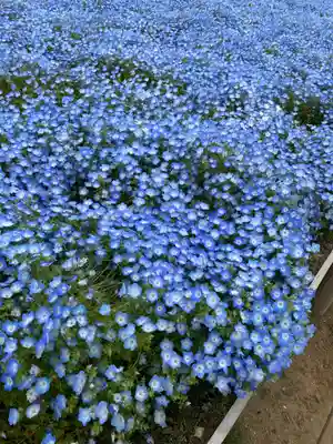 大杉神社(茨城県)