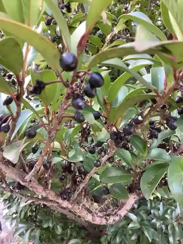 三輪神社の自然