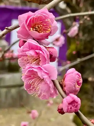 北野天満宮の自然